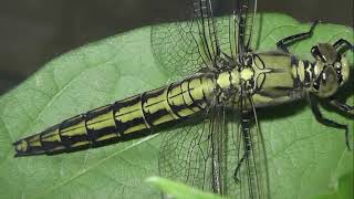 ИНСЕКТАРИЙ: 200. Стрекоза Решётчатая (Orthetrum cancellatum)