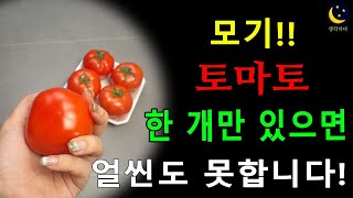 모기! 토마토만 있으면 얼씬도 못합니다! 간단한 방법으로 올 여름 살충제 없이 살아보아요~ | 생각하다