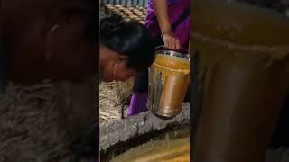 bellam making video || how to make jaggery #shorts