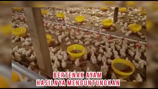 Berternak Ayam Adalah Hal yang Menguntungkan👍👍