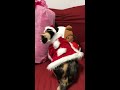 【猫サンタ】沖縄の大きい猫と小さい猫のクリスマスコスプレ　merry christmas okinawa big cat＆small cat christmas costume