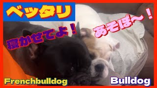 ブルドッグの子犬とフレンチブルドッグの仲が良すぎるので...【癒しのペチャ軍団】Bulldog\u0026Frenchbulldog