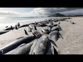 Hundreds of whales die in mass stranding