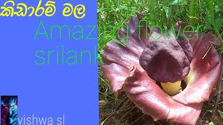 Araceae/kidaram mala/unpleasant smell/amazing flower srilanka/#GVT Tech sl#