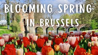 Blooming Spring in Brussels