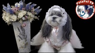 PELUQUERÍA CANINA SHIH TZU VICTORIAN LOOK CON DIANA ALONSO