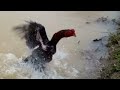 must know the weaknesses and strengths of the chicken to swim