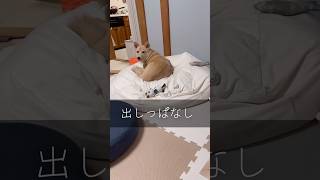 #出し方しか知らない#犬のおもちゃ#保護犬と暮らす