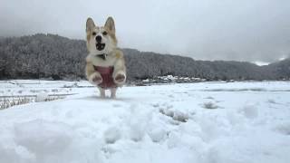 予想外の雪にはしゃぐコーギー花さん（Hana-san）②