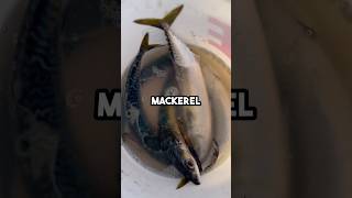 Catching Mackerel for FRESH Shark Bait! #fishingvideo #fishing #fishingbait #baitandwait