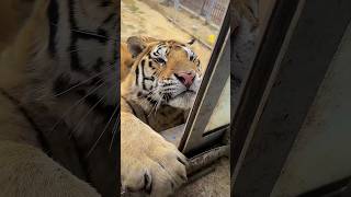 Tiger Biorah like , Dont close window 😳🤧