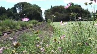 真岡鉄道ＳＬ　秋桜の咲く頃　2010－9－26 R2.flv