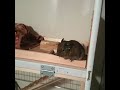 degu デグーと、なんちゃって会話 笑