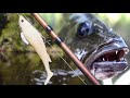 This lure saved the session! | MANGROVE JACK fishing after the floods