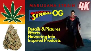 Superman Og Marijuana Strain  Details \u0026 Pictures In 4K!