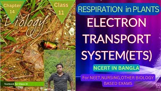 Electron transport system in respiration Class 11 @Harun-biozone