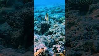 Lined Butterflyfish - The lifetime monogamous.