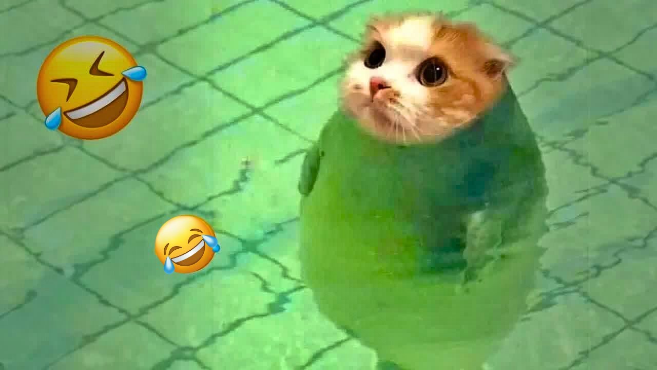 Funny Pet Reactions To Everyday Things Youtube