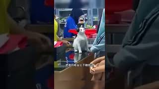 这下完犊子了#funny #搞笑#宠物