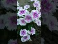 শীতের ছয়টি ফুল গাছ flower winterflower winterseason gardeningideas shorts youtubeshorts