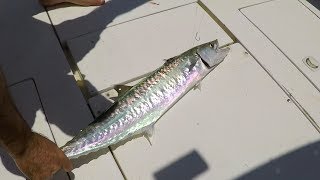 KINGFISH! King Mackerel along the Beach