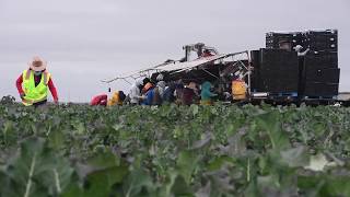 Farmworkers in Salinas, California