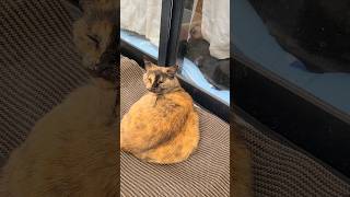 【猫】お外にサビ猫のビスケ🐾外を見る茶トラのもるきー＆タイガと黒猫のクロちゃん【癒し】#shorts