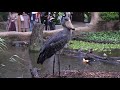 【動かない鳥】ハシビロコウが動くのを待つ動画