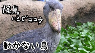 【動かない鳥】ハシビロコウが動くのを待つ動画