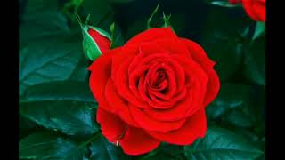 ফুল লাল গোলাপ প্রস্ফুটিত  - flower red rose blooming.....