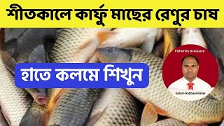 **শীতকালে কার্ফু মাছের রেণুর চাষ: সঠিক পদ্ধতি ও যত্নের টিপস!** II কার্ফু মাছের রেণু II রাহেল ফিসারিজ