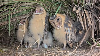 Day24,Six grass owl chicks are in the nest, and they let the smallest ones eat first.