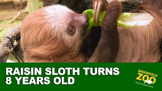 Raisin Sloth's Birthday