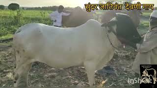 best quality deoni cow 🥰🥰🥰🥰☝️