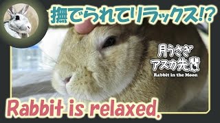 撫でられてリラックス！？【ウサギのだいだい 】　2016年11月24日