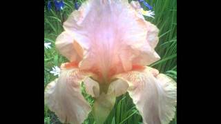 My Iris