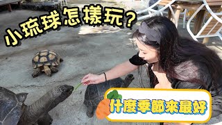 在地人爆料遊客太多 過度商業化連路都不認識了  | 台灣小琉球系列 EP11