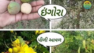 શું તમારા ગામમાં છે?  gujrati village,