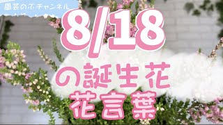 8/18の誕生花と花言葉【園芸のぶチャンネル】【８月】【１８日】【ガーデニング】【雑学】【トリビア】【カルーナ】