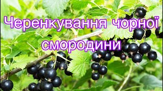 Черенкування чорної смородини.100% результат.