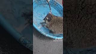 playing in the water #raccoon #cute #raccoonwhisperer #wanda #wildlife #raccon #animals #fypシ゚