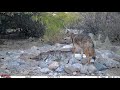 Wildlife at the Water Hole