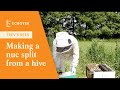 Trevs Bees - Making a Nucleus (NUC) colony (split) from a Honey Bee Hive