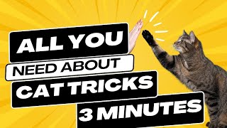 how to teach basics tricks to your cat ?