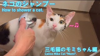 #14 【必見】猫のシャワーの浴び方 三毛猫モミちゃん編