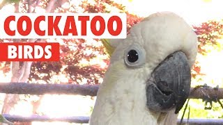 Funny Cockatoo Bird Videos That'll Make You Chuckle | The Pet Collective