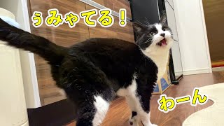 豚汁に大興奮でたくさんしゃべる猫おむすび