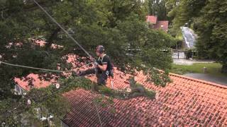 Træfældning af egetræ | Se hvordan her | Cutting down large oak tree