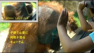 12　Zoo Orangutan: Orangutan 197 : Children get angry and punch into glass with fists.