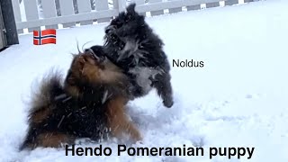 Pomeranian and maltipoo is very dramatic slow motion!